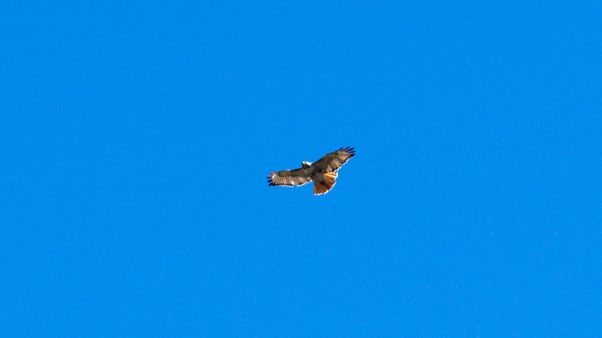 Red-tailed Hawk - ML617071893