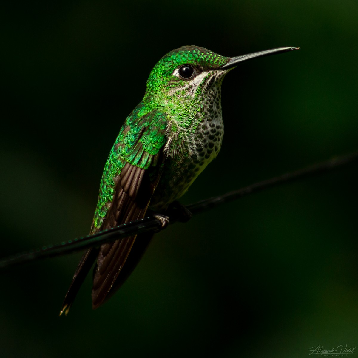 Green-crowned Brilliant - ML617071904