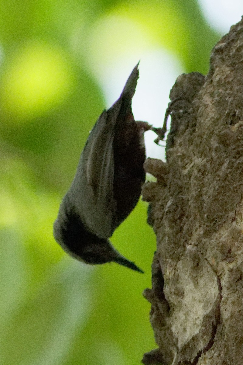Indian Nuthatch - Able Lawrence