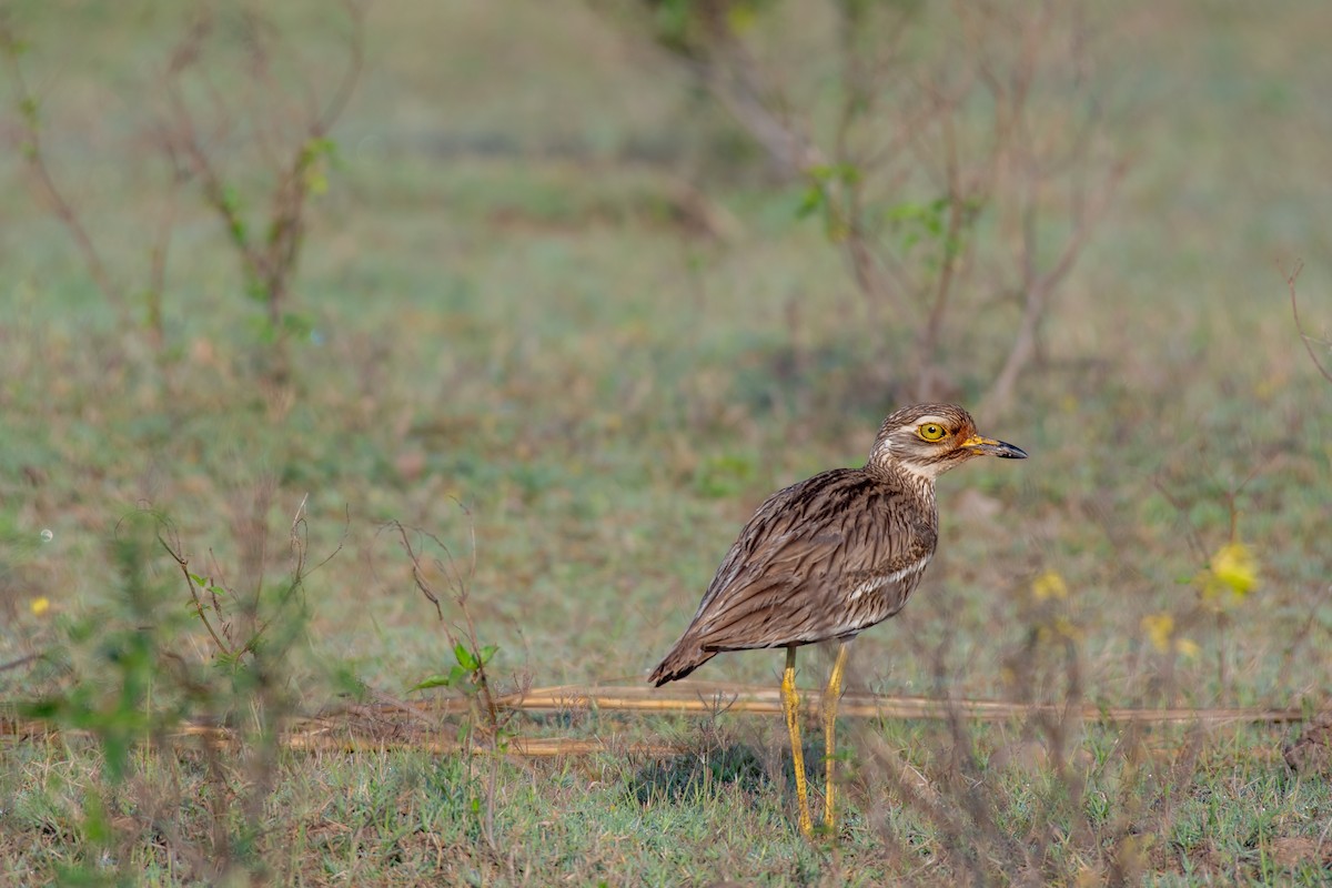 Indian Thick-knee - ML617072013