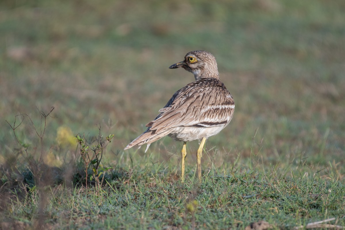 Indian Thick-knee - ML617072014