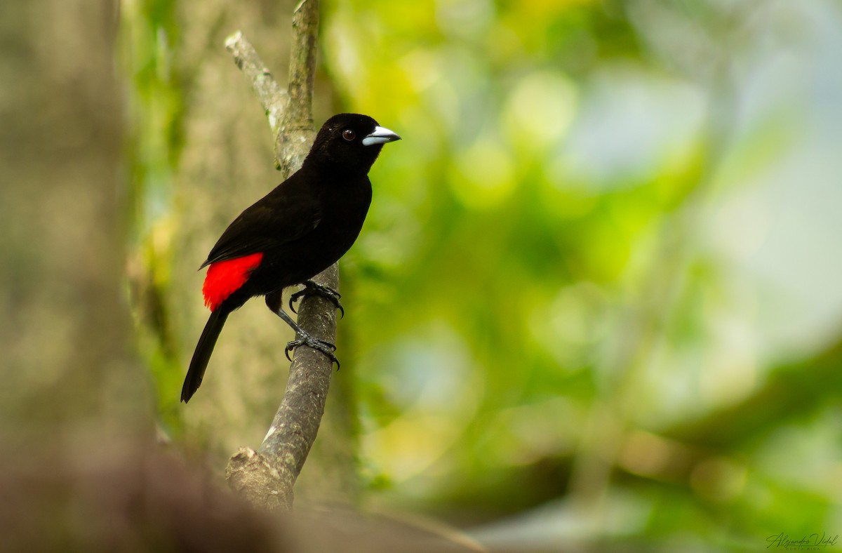 Scarlet-rumped Tanager - ML617072058