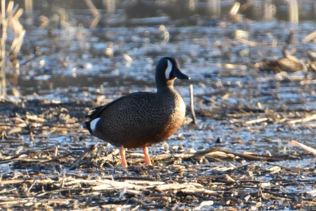Blue-winged Teal - ML617072166