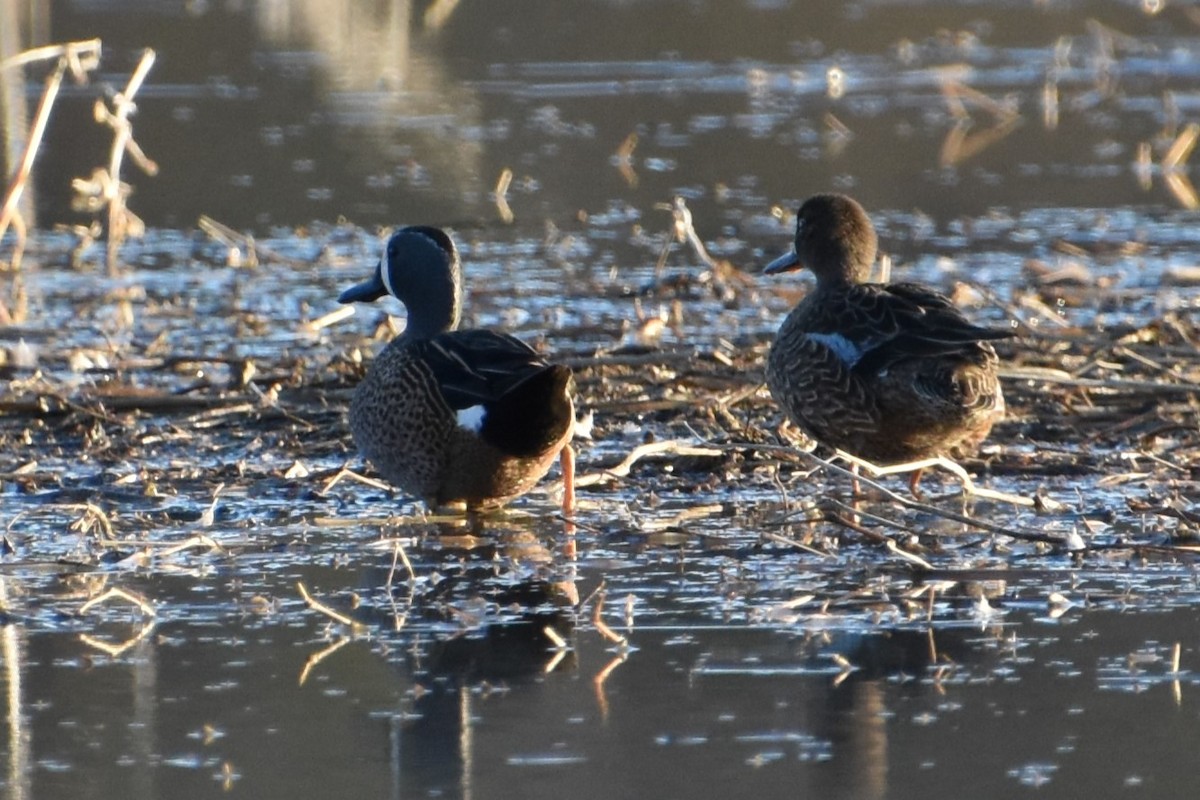 Blue-winged Teal - ML617072171