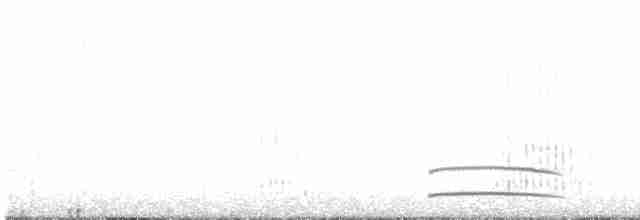 Great Grebe - ML617072267