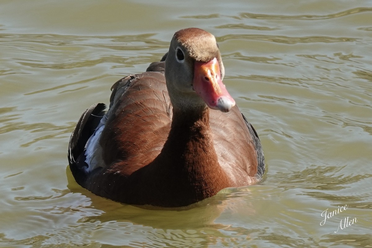 Black-bellied Whistling-Duck (fulgens) - JANICE ALLEN