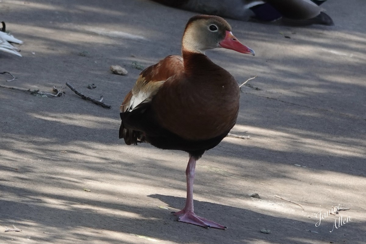 Black-bellied Whistling-Duck (fulgens) - ML617072307