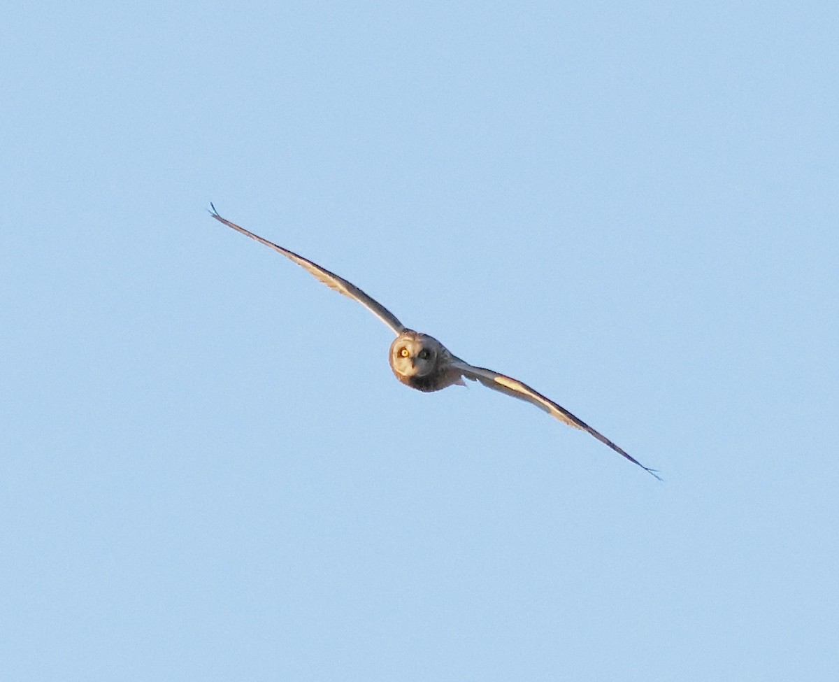 Short-eared Owl - ML617072638