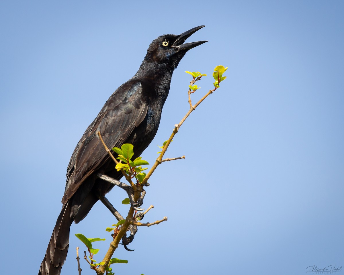 Great-tailed Grackle - ML617072762