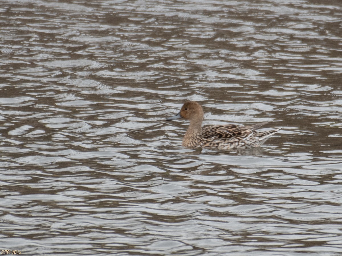 Northern Pintail - T I