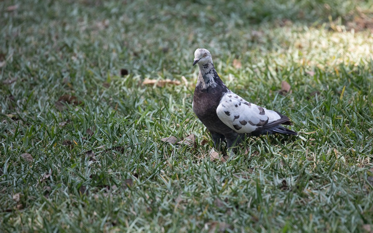 Rock Pigeon (Feral Pigeon) - ML617072768