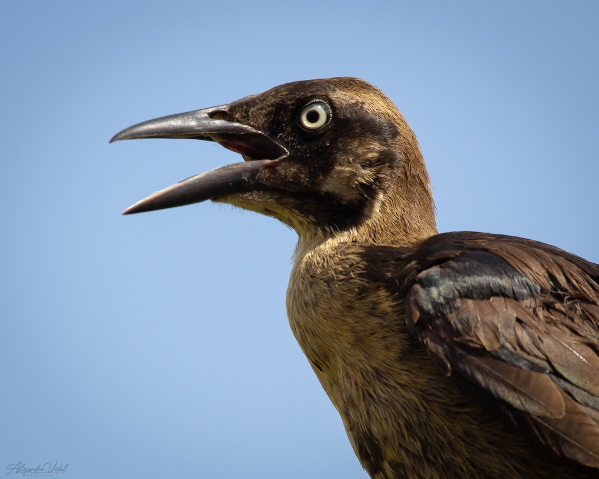 Great-tailed Grackle - ML617072774