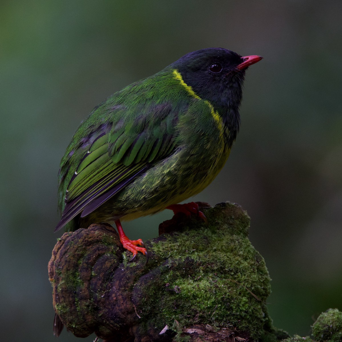 Green-and-black Fruiteater - ML617072816