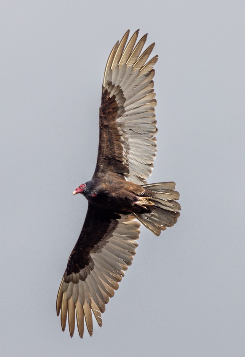 Turkey Vulture - ML617072993