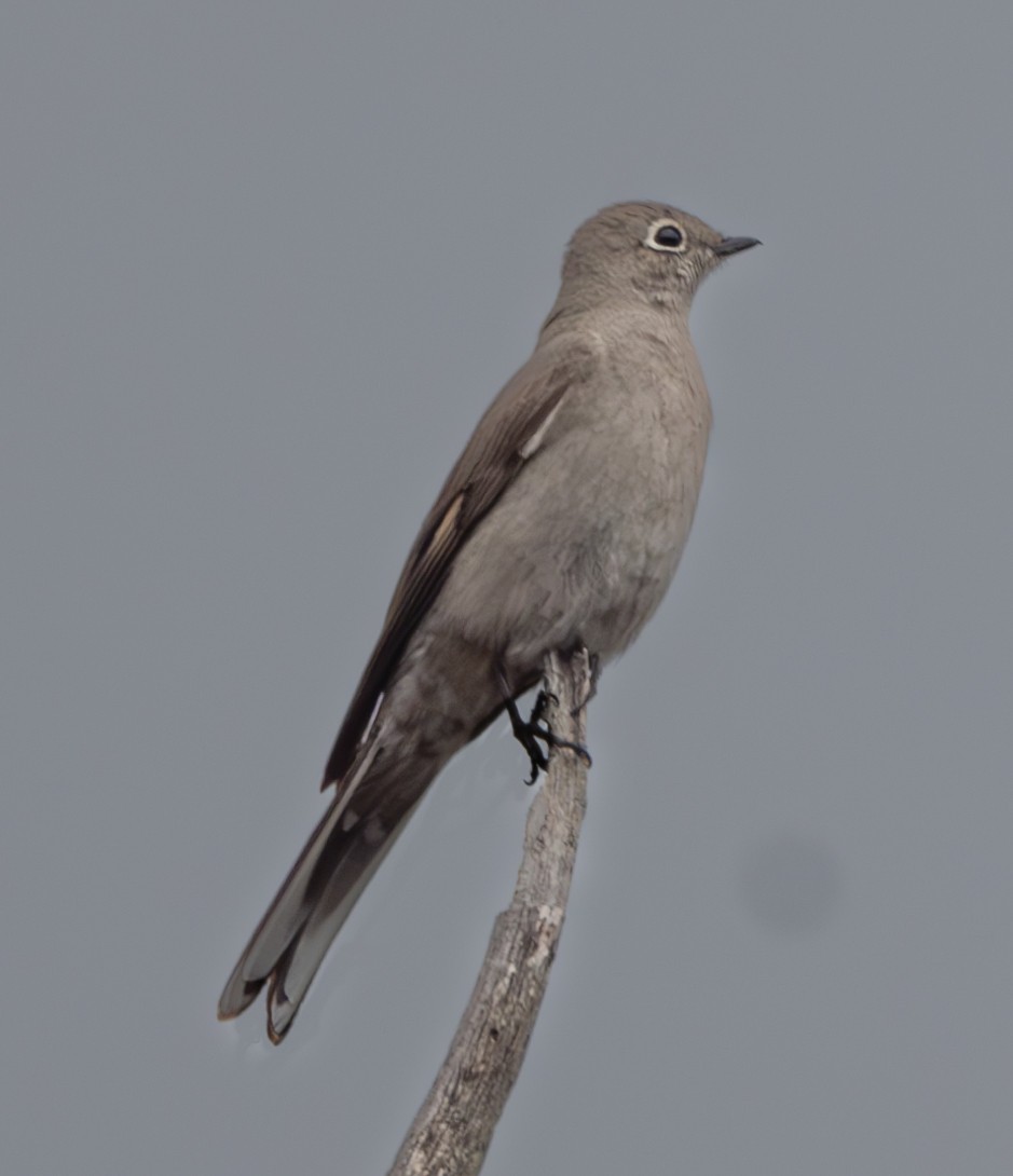 Townsend's Solitaire - ML617073130