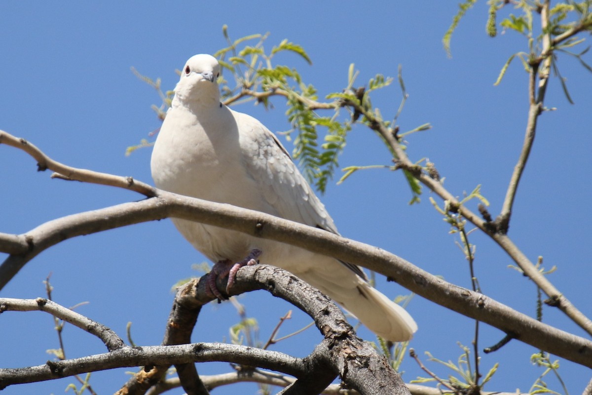 African Collared-Dove (Domestic type or Ringed Turtle-Dove) - ML617073139