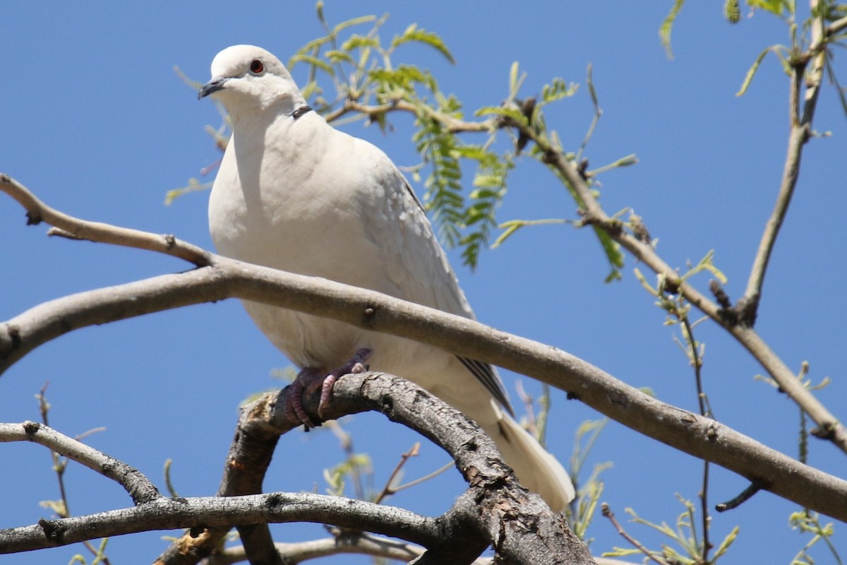 African Collared-Dove (Domestic type or Ringed Turtle-Dove) - ML617073142