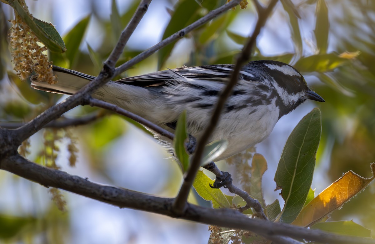 Black-throated Gray Warbler - Vern Reinert