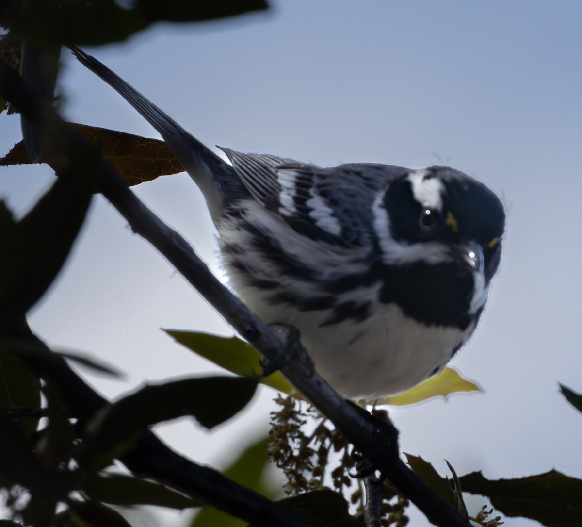 Black-throated Gray Warbler - Vern Reinert