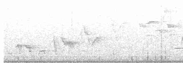 Дрізд-короткодзьоб Cвенсона - ML617073240