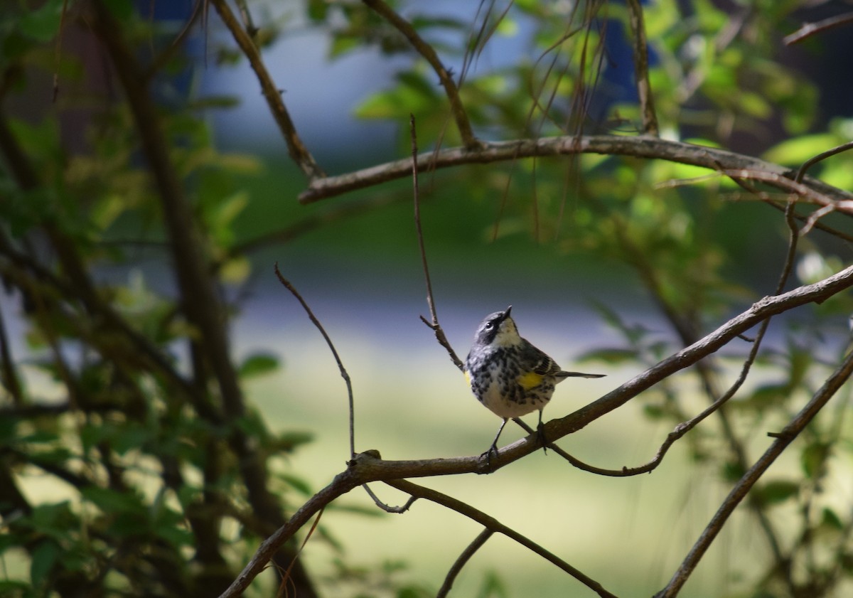 Yellow-rumped Warbler (Myrtle) - ML617073247