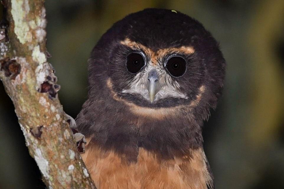 Tawny-browed Owl - ML617073397