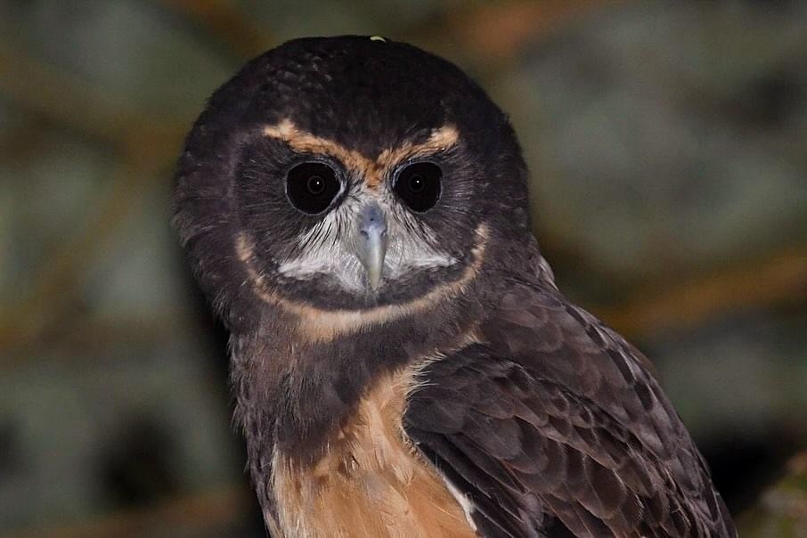 Tawny-browed Owl - ML617073398