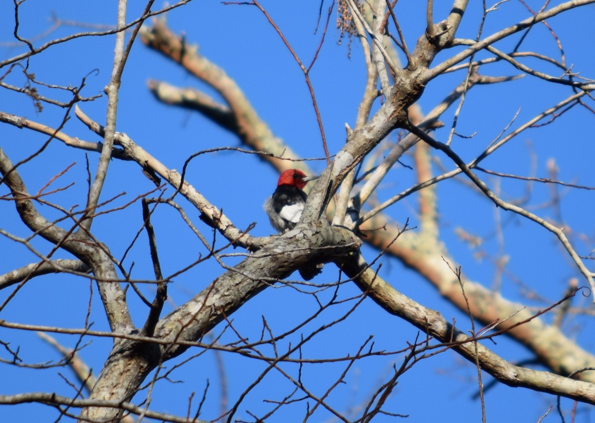 Red-headed Woodpecker - ML617073399