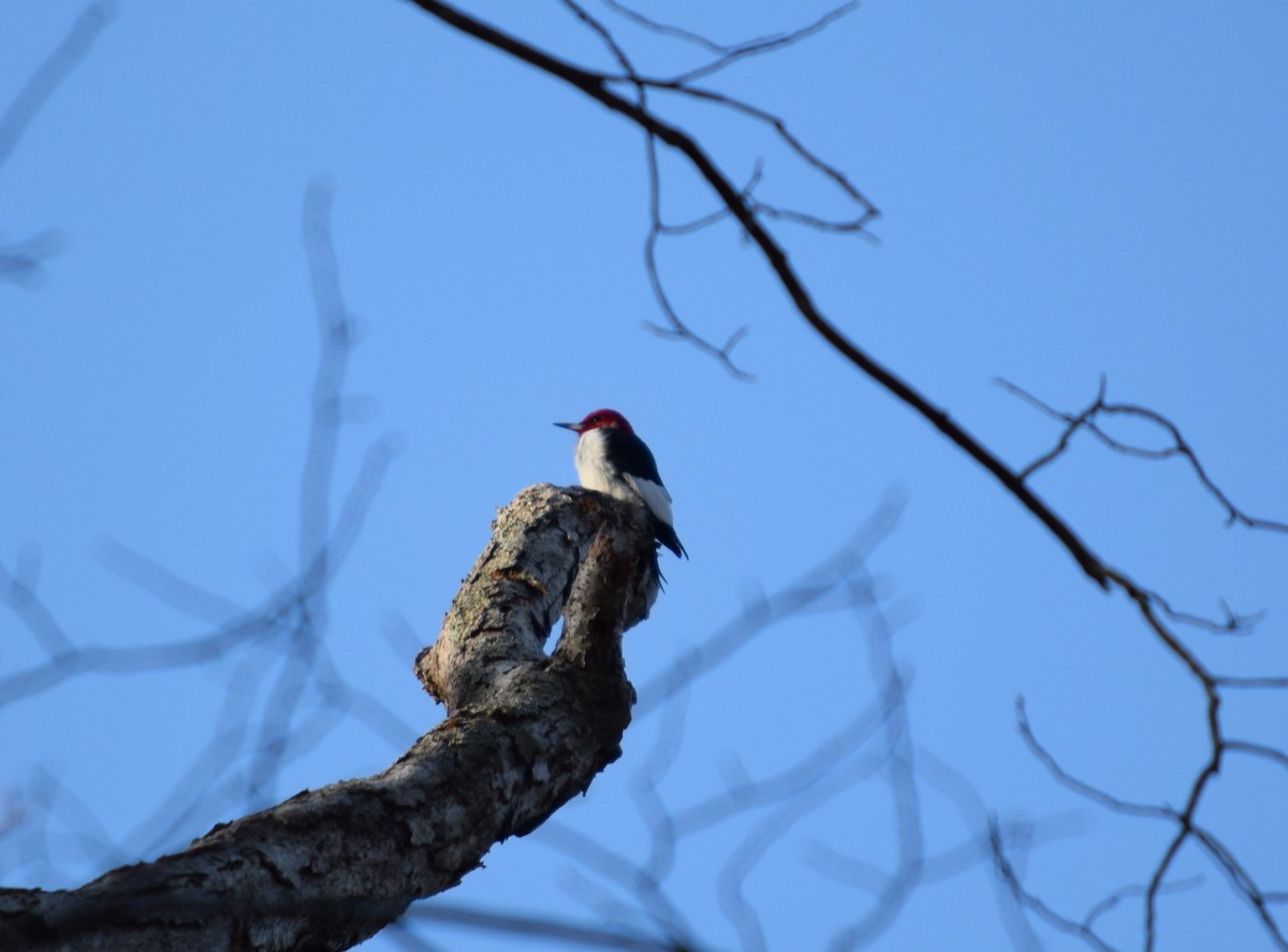 Red-headed Woodpecker - Garrett Rhyne