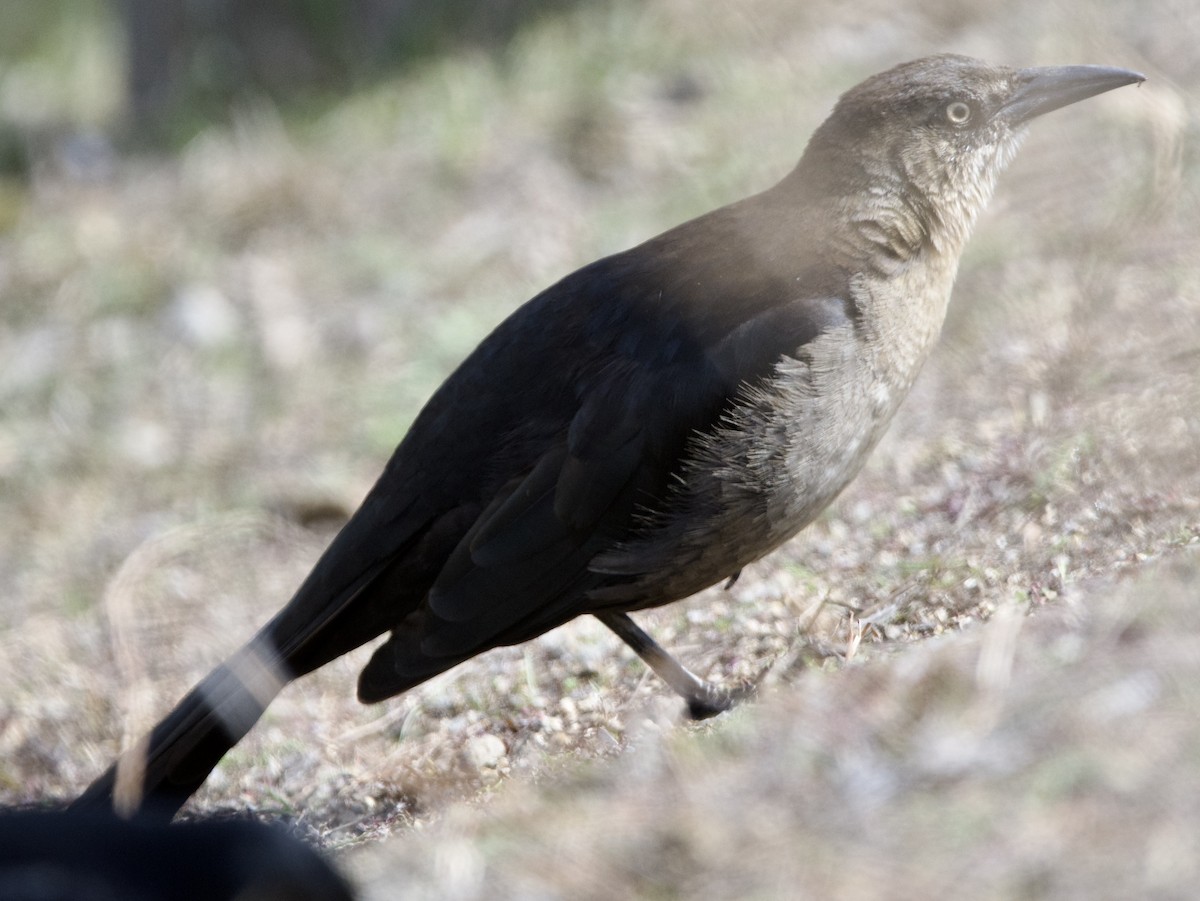 Great-tailed Grackle - ML617073411
