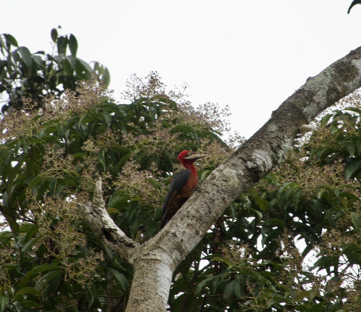 Red-necked Woodpecker - ML617073520
