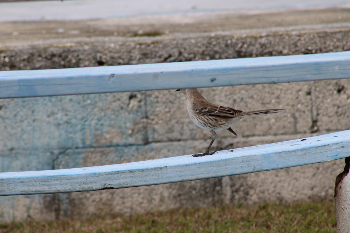 Bahama Mockingbird - Janet Storr