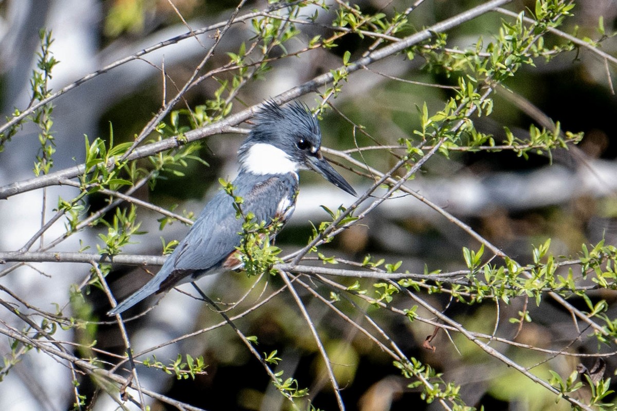 Belted Kingfisher - ML617073712