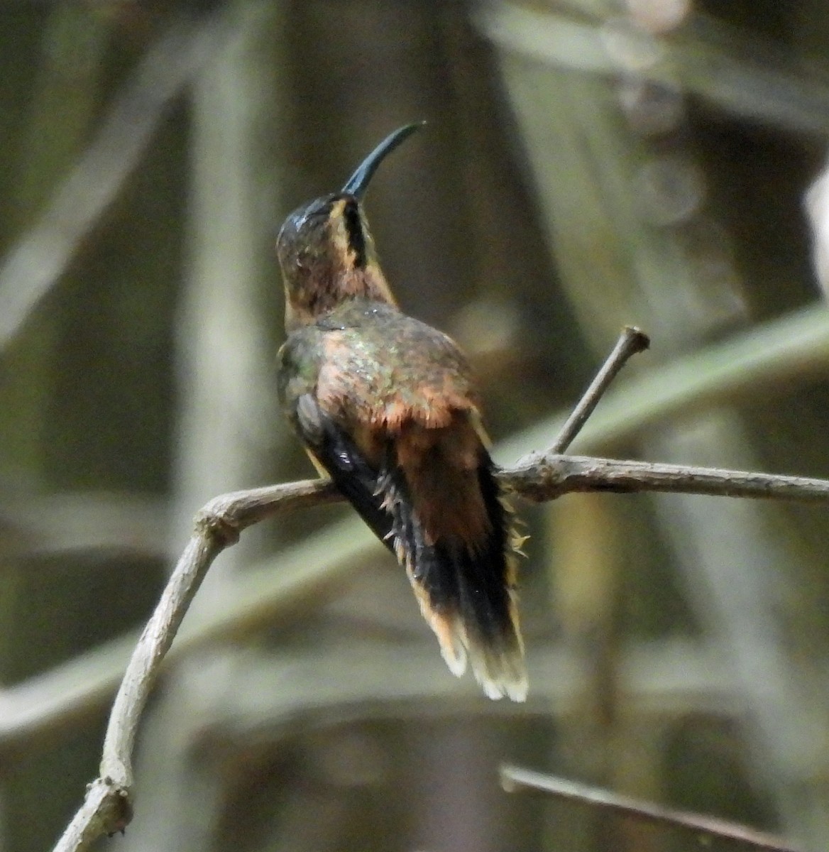 kolibřík proužkohrdlý - ML617073735