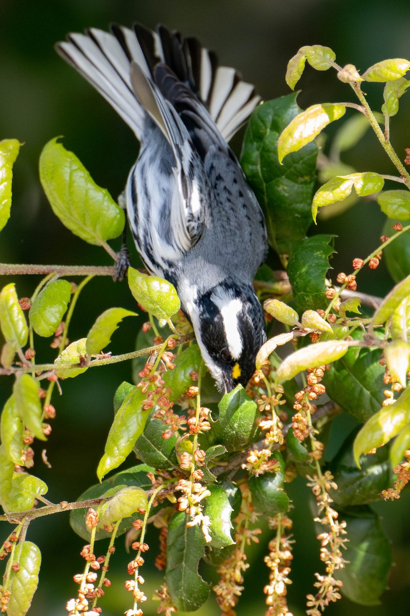 Black-throated Gray Warbler - ML617073767