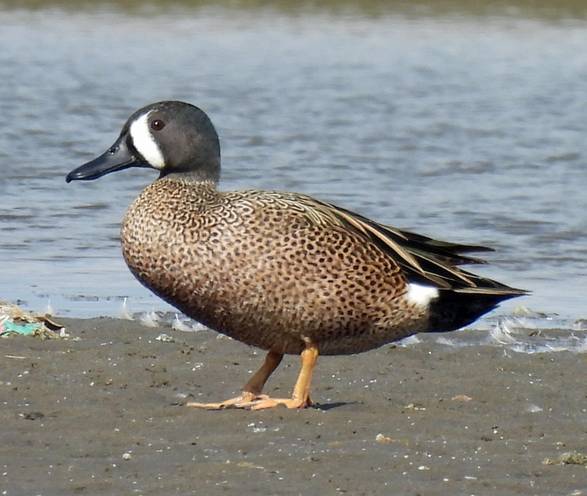 Blue-winged Teal - ML617073866