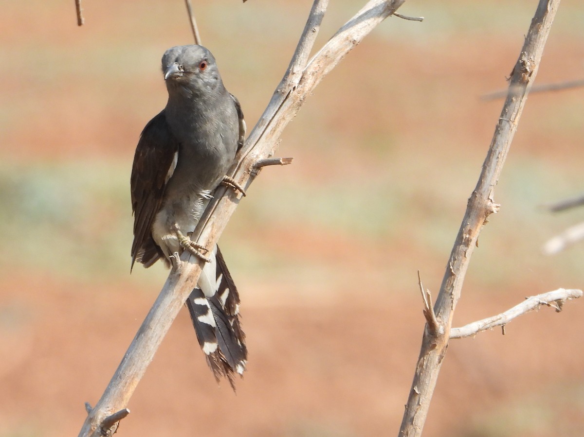 Gray-bellied Cuckoo - ML617074052