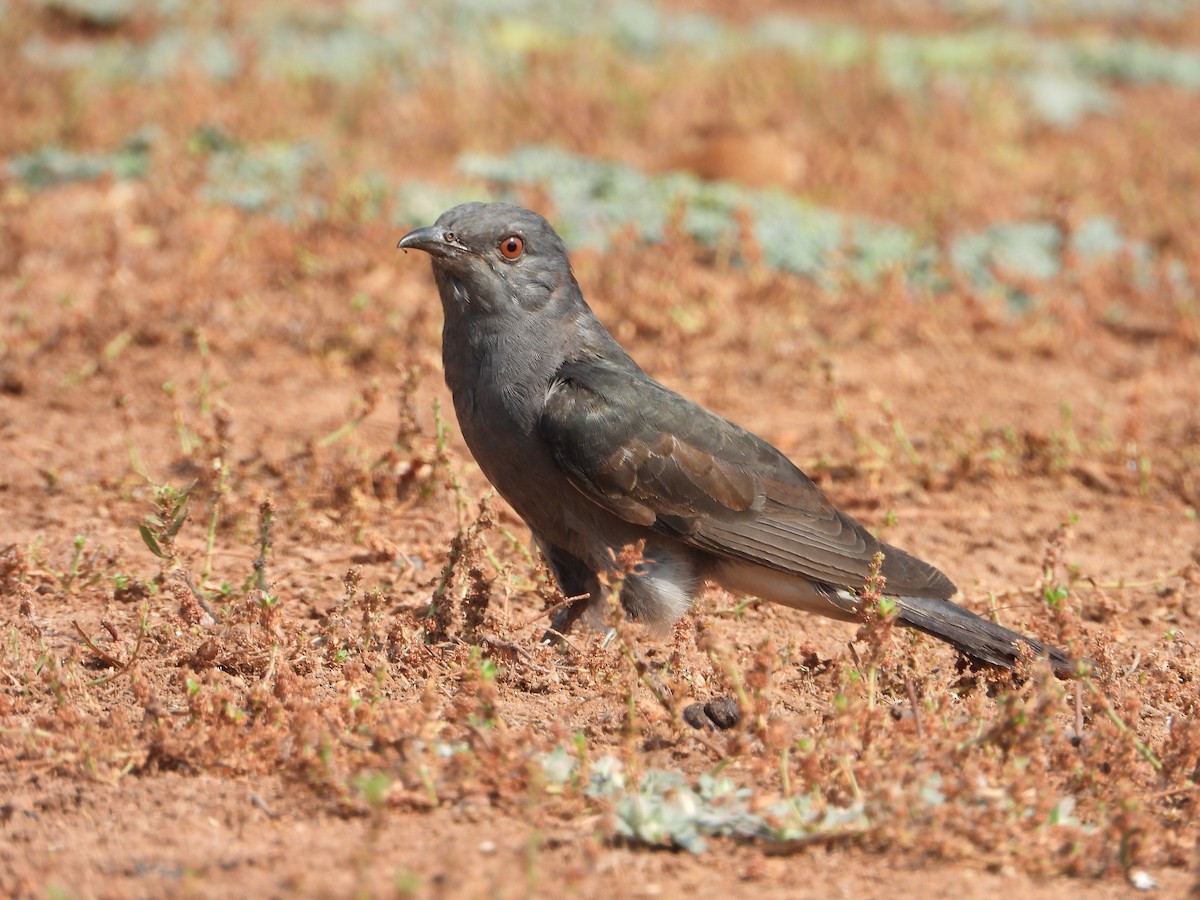 Gray-bellied Cuckoo - dhanapal kondasamy