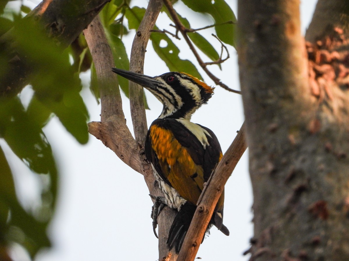 White-naped Woodpecker - dhanapal kondasamy