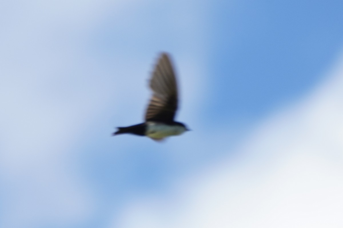 Blue-and-white Swallow (cyanoleuca) - Cameron Eckert