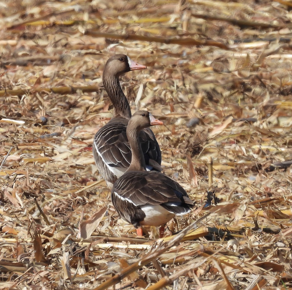 Greater White-fronted Goose - ML617074423
