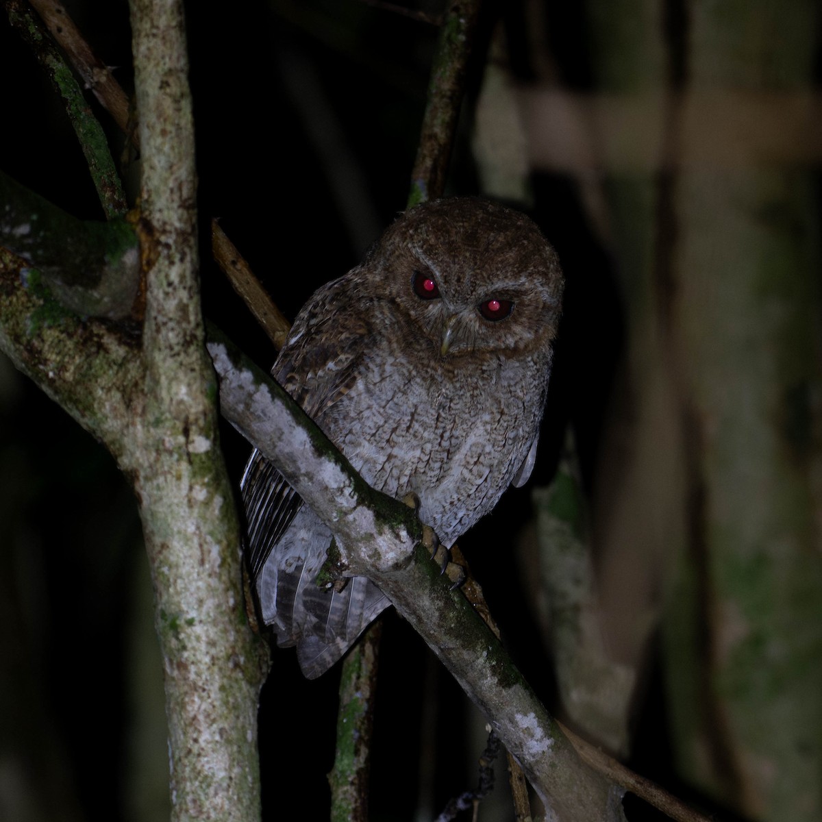 Puerto Rican Owl - ML617074470