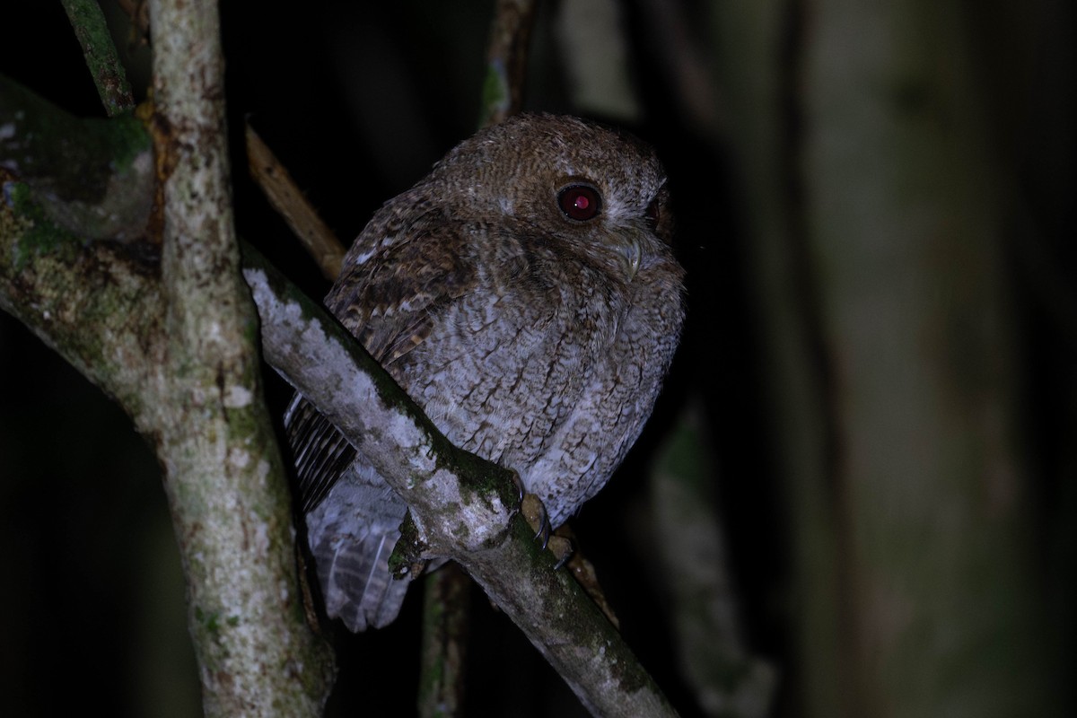 Puerto Rican Owl - Amiel Hopkins
