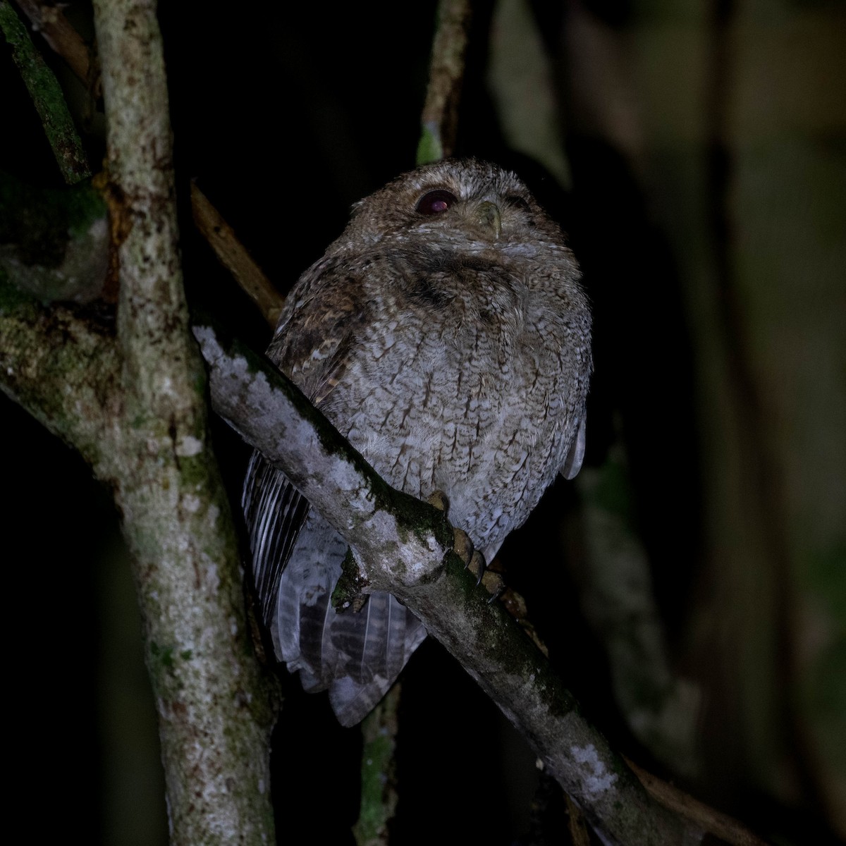 Puerto Rican Owl - ML617074472