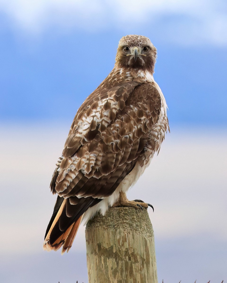 Red-tailed Hawk - Steve Parker