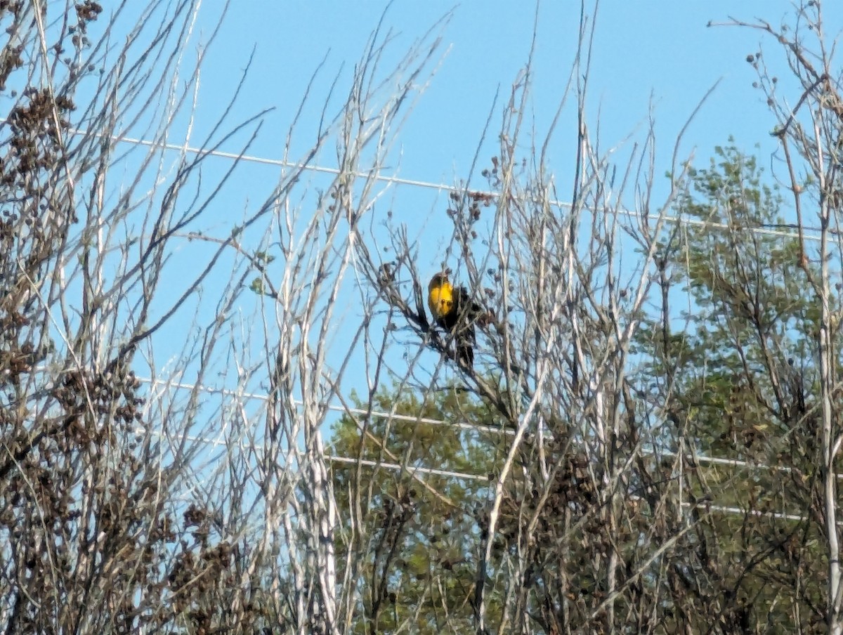 Yellow-headed Blackbird - ML617074798