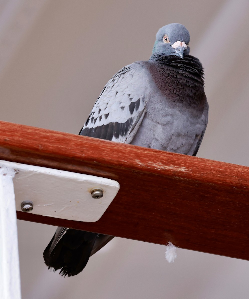 Rock Pigeon (Feral Pigeon) - ML617074814