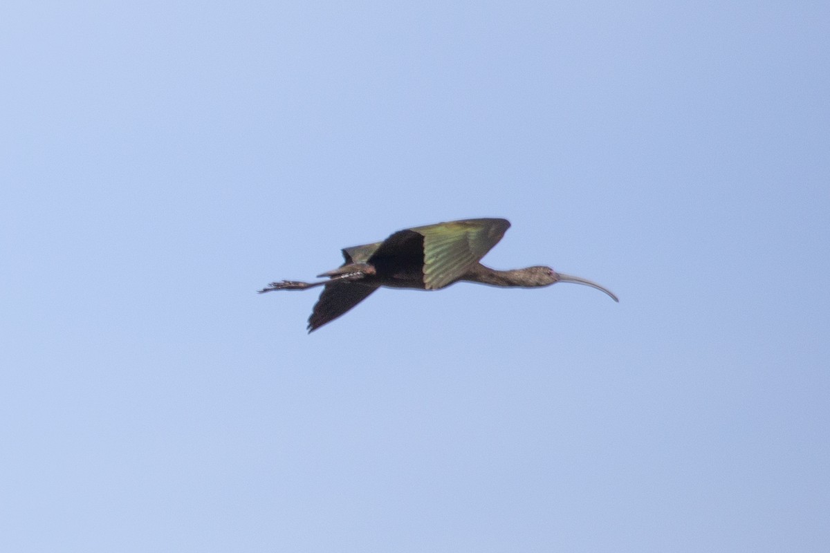 ibis americký - ML617074880