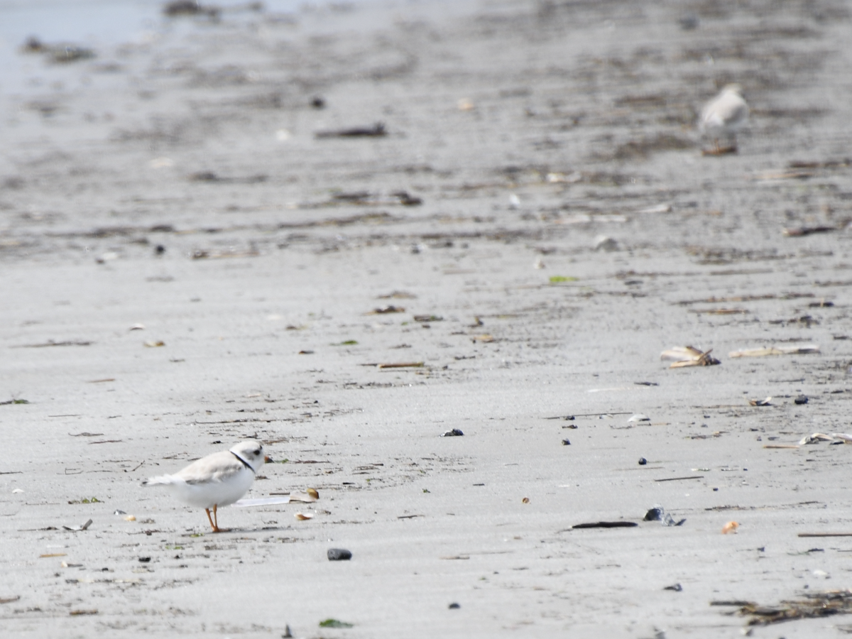 Piping Plover - ML617074916