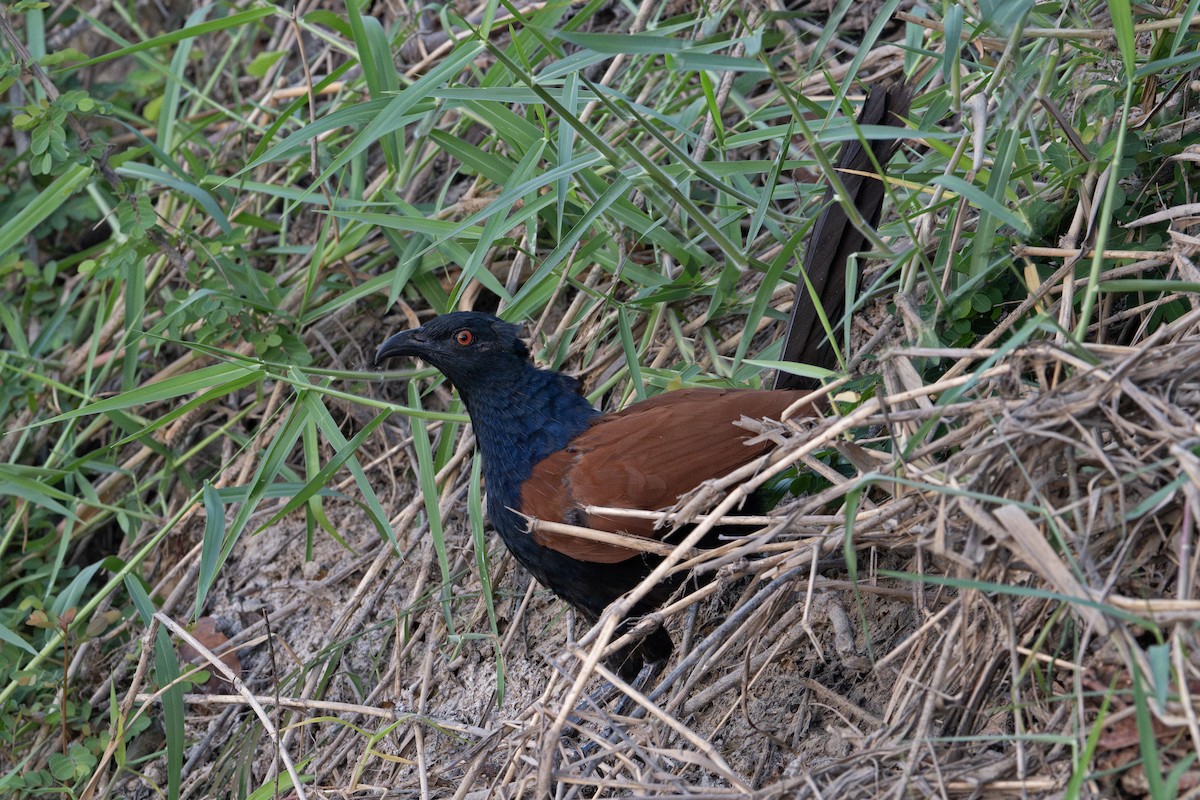 Greater Coucal - ML617074922